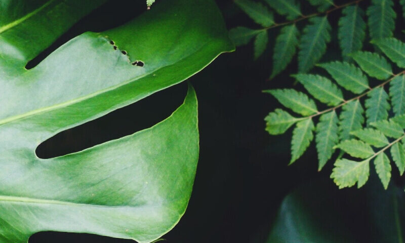 Ficus Decora Cabernet