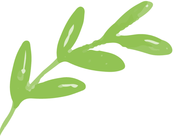 Hoya Obovatum
